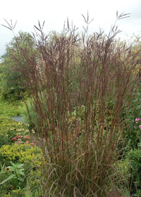 Andropogon gerardii 'Indian Warrior'
